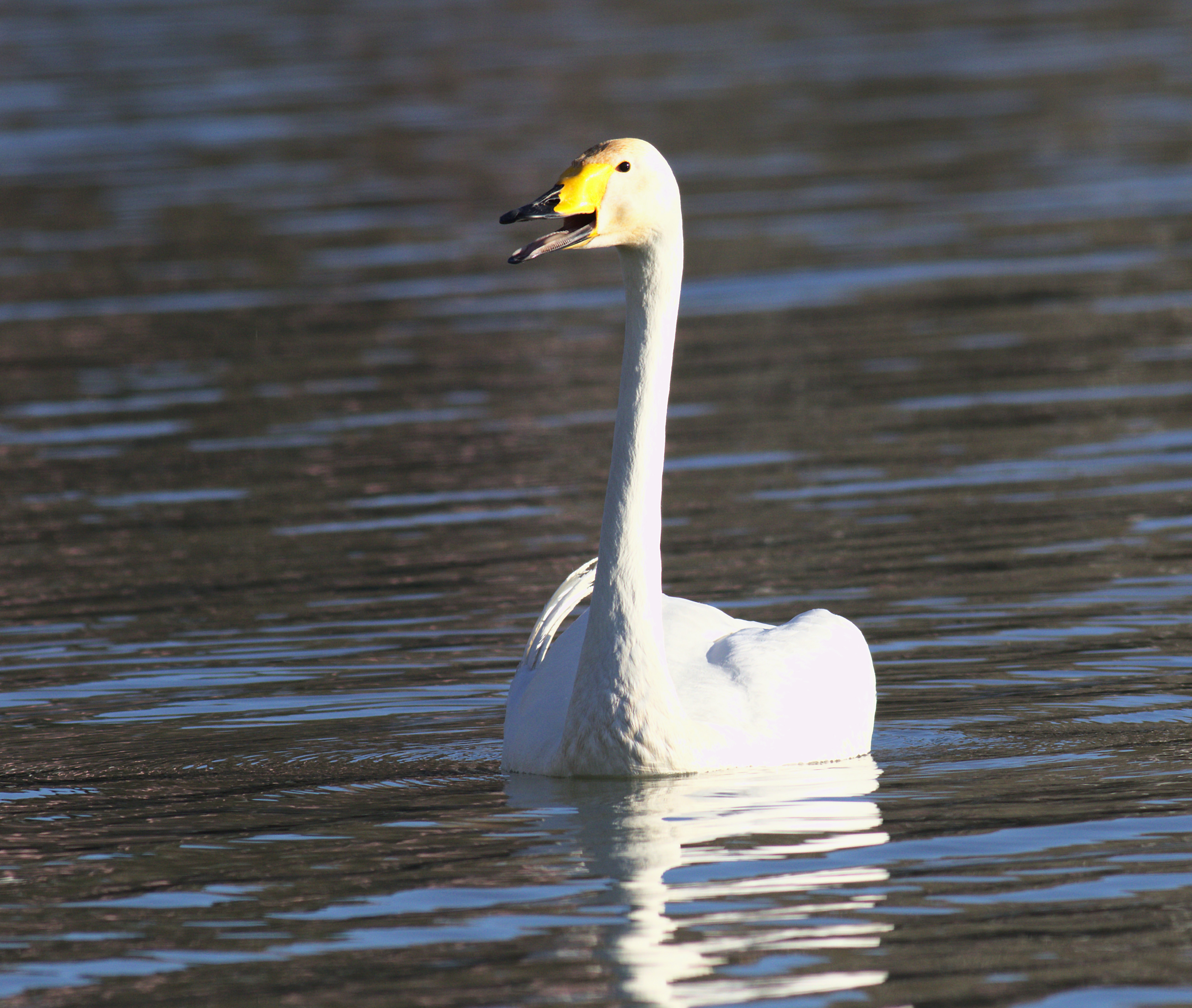 Whooper Swan — Ana fotoğraf